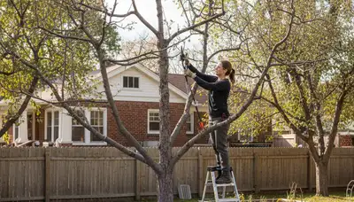 Arborist pruning fruit tree with loppers in Royal Oak MI backyard orchard for Chop Chop Tree service page