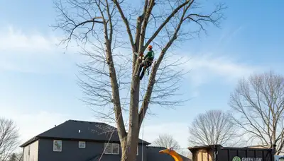 Professional tree removal crew cutting down large oak tree in Royal Oak, MI