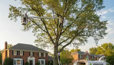 Professional tree removal service in Royal Oak, MI by certified arborists at Tree Trimming Royal Oak