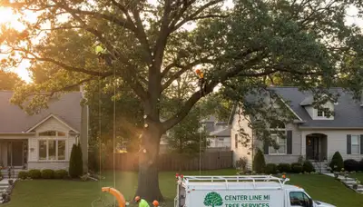 Professional tree removal service in Royal Oak MI by local certified arborists