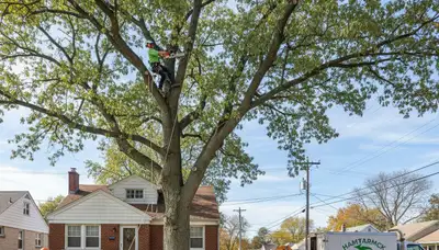 Professional tree removal service in Royal Oak, MI by certified arborists