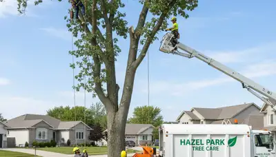 Professional tree removal service in Royal Oak MI safely cutting down damaged oak tree
