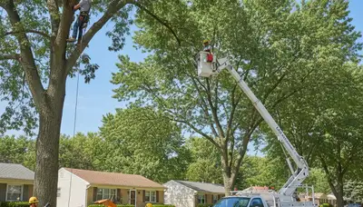 Professional tree removal service in Royal Oak, MI by expert arborists at Tree Trimming Royal Oak