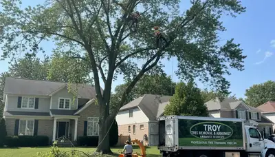 Professional tree removal service in Royal Oak, MI by certified arborists at Tree Trimming Royal Oak