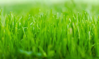 Lawn Service in Royal Oak MI Lawn Care in Royal Oak MI Lawn Mowing in Royal Oak MI Lawn Professionals in Royal Oak MI