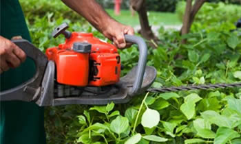 Shrub Removal in Royal Oak MI Shrub Removal Services in Royal Oak MI Shrub Care in Royal Oak MI Landscaping in Royal Oak MI