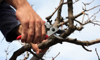 Tree Pruning in Royal Oak MI Tree Pruning Services in Royal Oak MI Quality Tree Pruning in Royal Oak MI