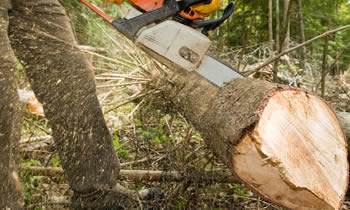 Tree Service in Royal Oak MI Tree Service Estimates in Royal Oak MI Tree Service Quotes in Royal Oak MI Tree Service Professionals in Royal Oak MI 