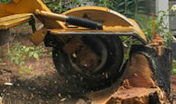 Stump Removal in Royal Oak MI